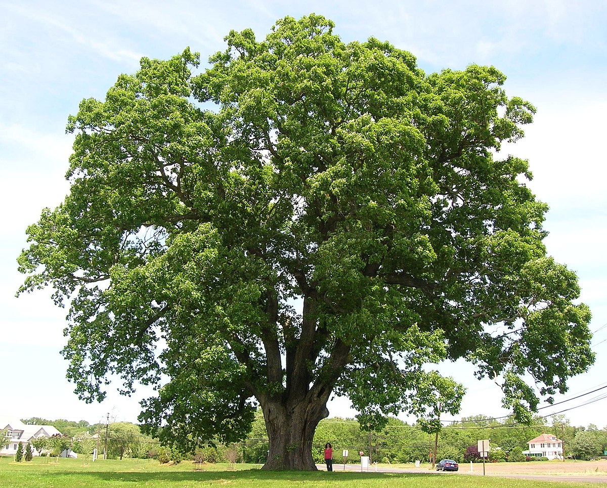 Quercus alba - Wikipedia