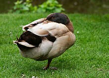 Khaki Campbel drake perched on one leg.jpg