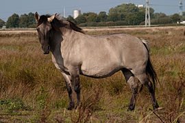 Equus ferus caballus, Konik