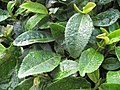 Close-up of Green tea leaves