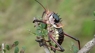 <i>Acanthoplus</i> Genus of cricket-like animals