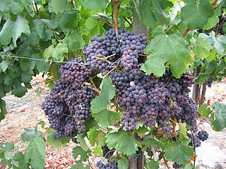 Kotsifali Greek wine grape found on Crete