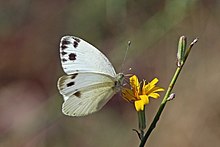 Krueper'in küçük beyazı (Pieris krueperi) Bulgaria.jpg