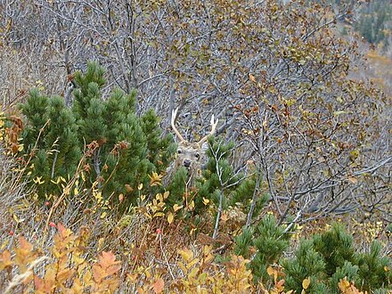 Curious deer in autumn colors