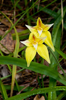 C. flava growing near Bertram, W.A. Kwinana gnangarra 300815-102.jpg