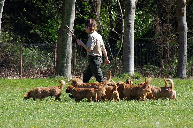 File:La Bourbansais 06 Basset fauve de Bretagne.jpg