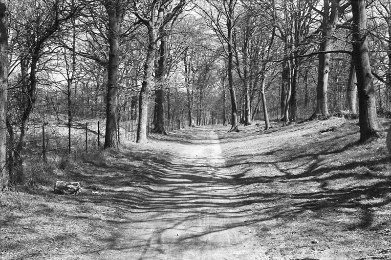 File:Laantje uitkomende op Westduinweg (holle overgebleven Romeinse Heerweg tegenover hoeve Eindhoven) - Bloemendaal - 20036303 - RCE.jpg
