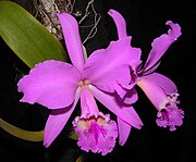 Cattleya labiata flower, a plant native to Brazil Labiata.jpg