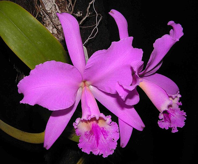 Orchidaceae - Wikipedia