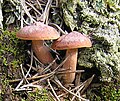 Miniatura para Lactarius rufus