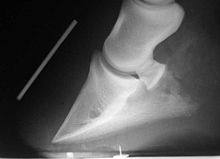 Radiographie d'une fourbure, avec le basculement de la troisième phalange du pied.