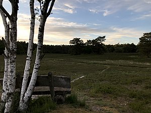 Wolfsgrund, heathland