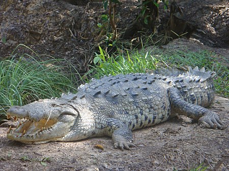 Tập_tin:Large_american_crocodile.jpg
