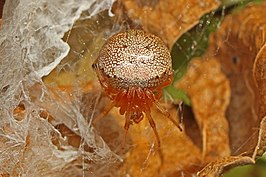 Araneus thaddeus