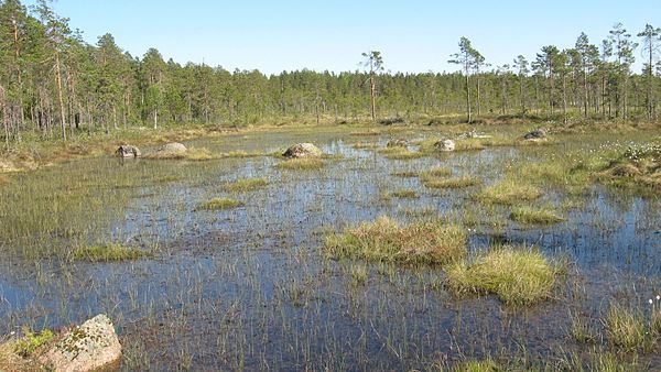 A bog in Lauhanvuori National Park, Isojoki, Finland