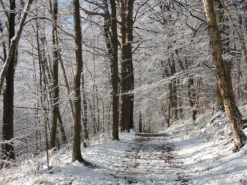 File:Le bois de Lauzelle, sous la neige.jpg