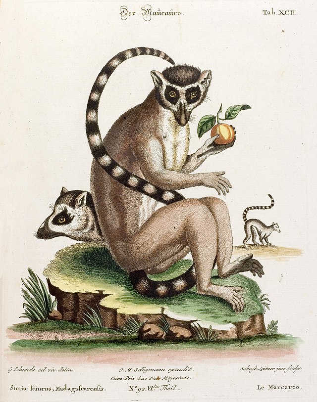 An old drawing of a ring-tailed lemur seated eating fruit, along with a profile view of the head and body.