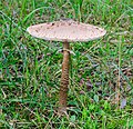 * Nomination Parasol mushroom (Macrolepiota procera), Hesse, Germany. --NorbertNagel 13:18, 3 October 2013 (UTC) * Promotion  Support QI --Rjcastillo 14:38, 3 October 2013 (UTC)