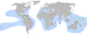 Eretmochelys Imbricata: Taxonomía y etimología, Anatomía y morfología, Distribución