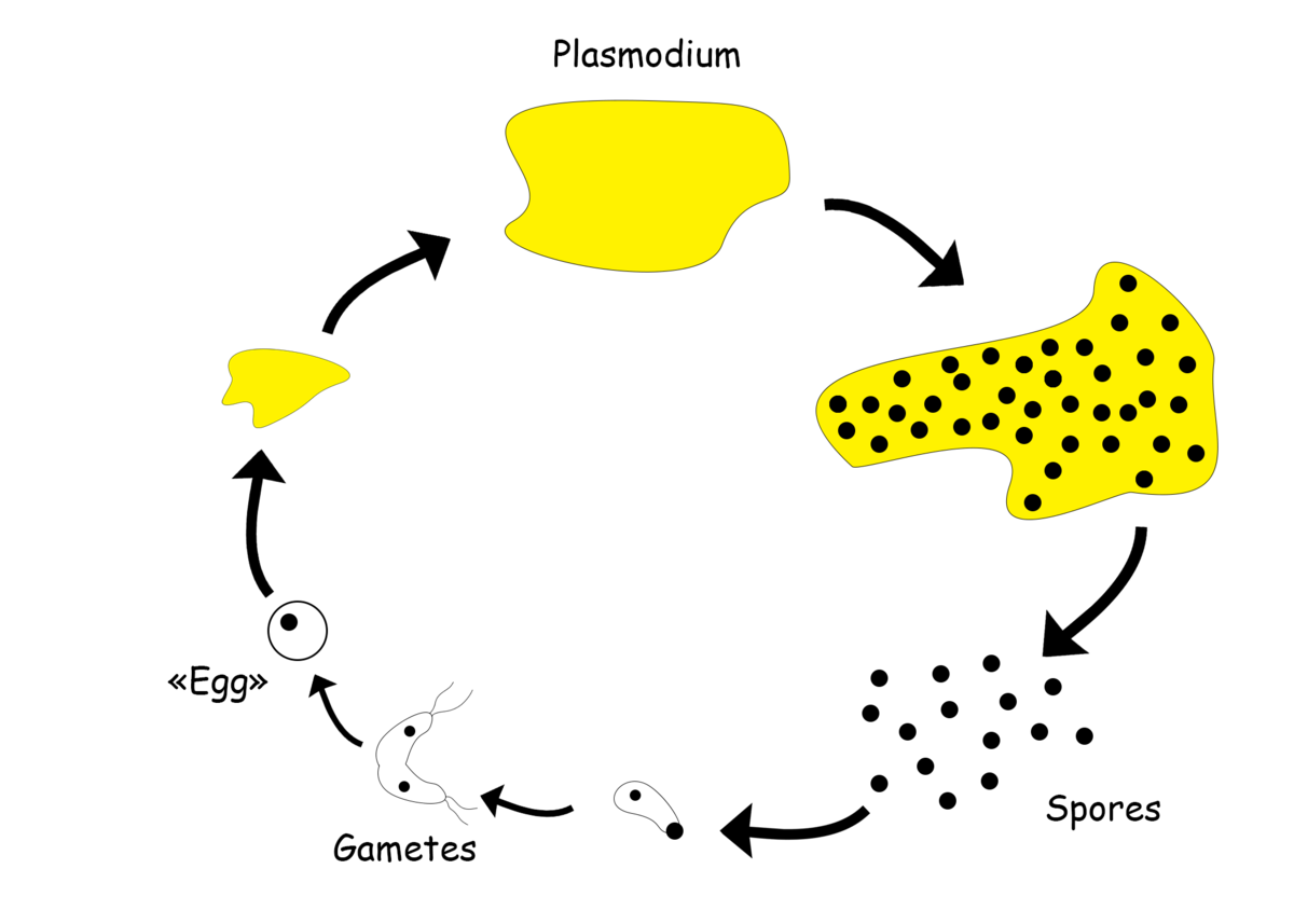 P p цикл. Физарум цикл жизни. Жизненный цикл Phusarum polucefalum. Цикл жизни Physarum.