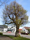 Linden tree on Öschelbronnerstrasse.jpg