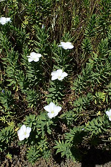 Linum monogynum var. chathamica kz04.jpg