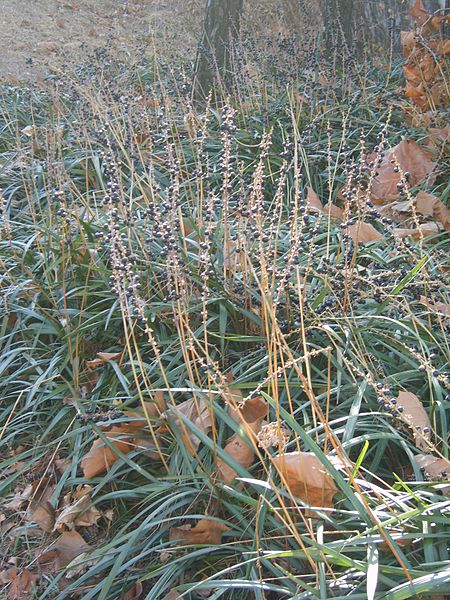 File:Liriope platyphylla fruit in winter.JPG