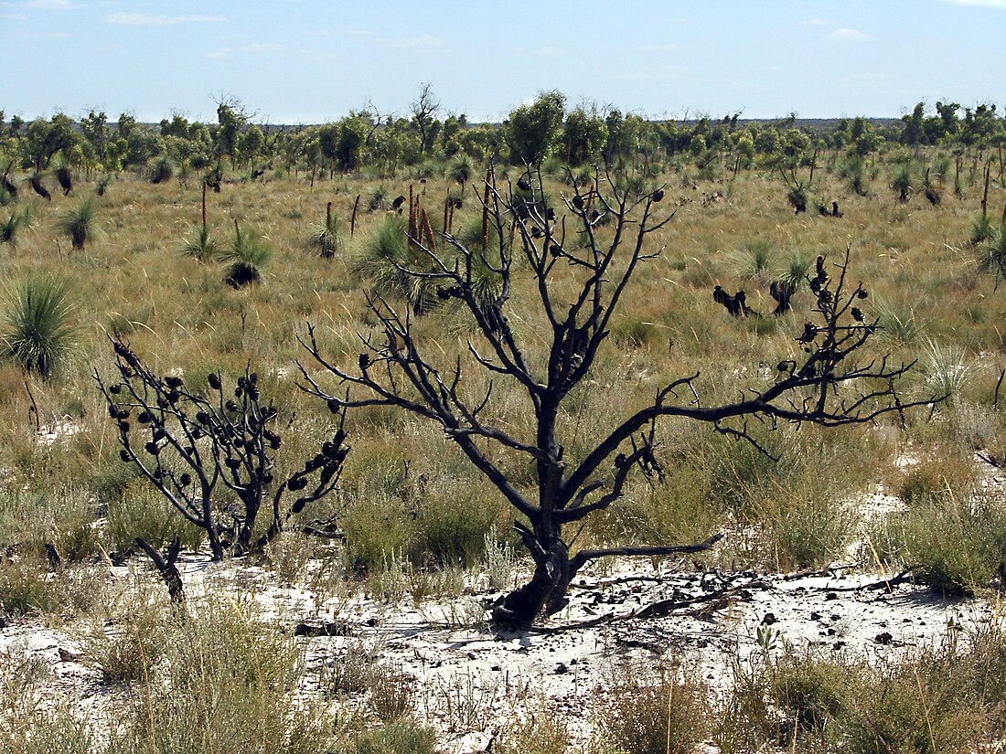 Bois et mallee du Murray et du Darling