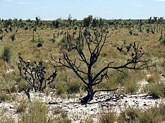 Típico paisaje de sabana árida en el centro de Little Desert