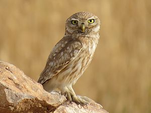 Little Owl.JPG