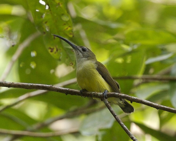 File:Little spiderhunter India.jpg