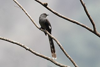 Long-tailed sibia Species of bird