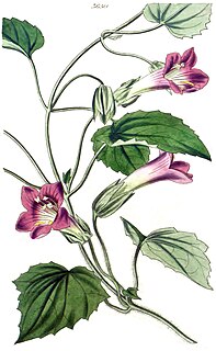 <i>Lophospermum scandens</i> Species of flowering plant