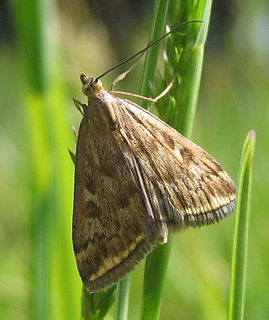 <i>Loxostege sticticalis</i> Species of moth