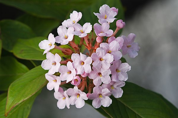 Rubiaceae