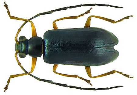 Tập_tin:Luperus_longicornis_(Fabricius,_1781)_male.jpg