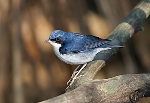 Siberian blue robin