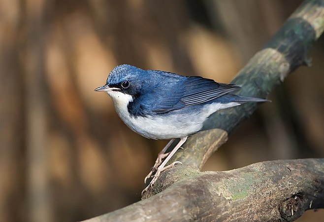 Siberian Blue Robin