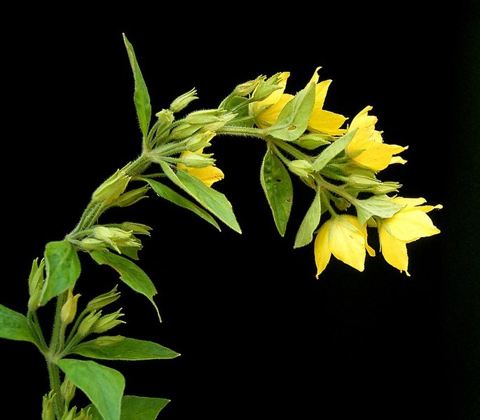 File:Lysimachia punctata2 ies.jpg