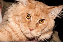 Red tabby showing the typical head shape MCO Nicolas Real Hero Backwoods (8637954832).jpg