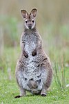 Wallaby de Bennett