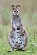 Macropus rufogriseus rufogriseus Bruny.jpg