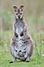 60 Commons:Picture of the Year/2011/R1/Macropus rufogriseus rufogriseus Bruny.jpg