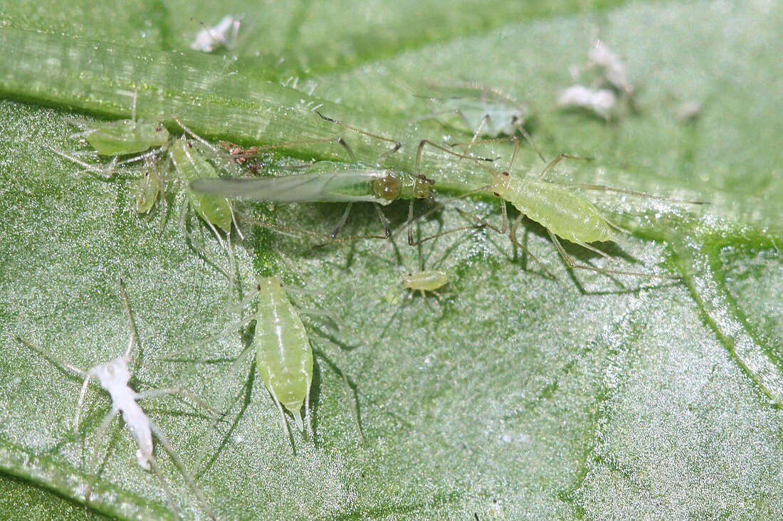 Macrosiphum euphorbiae