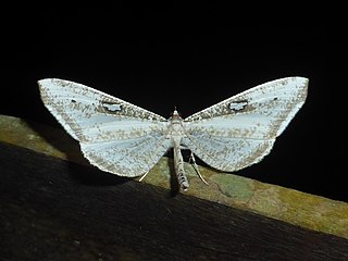 <i>Macrosoma tipulata</i> Species of butterfly