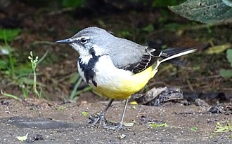 Wagtail at Perinet reserve Madagascan Wagtail.jpg