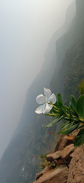 File:Madagascar Periwinkle Plant.jpg