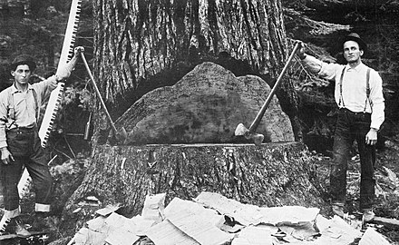 A completed undercut in a Sugar Pine tree in Madera County, California around 1911.[1]