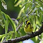 Thumbnail for File:Magnolia warbler Patterson Park 5.12.24 DSC 0788.jpg