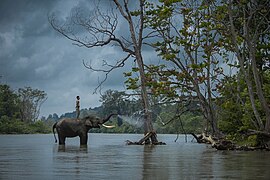 🥇 Mahout, Gajah, dan Alam oleh Hendra Murdani